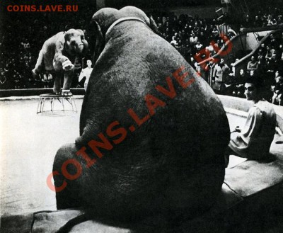 ФОТОконкурс (5 апреля) - 77_08_03_slon