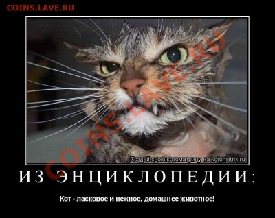 юмор - кот нежное животное