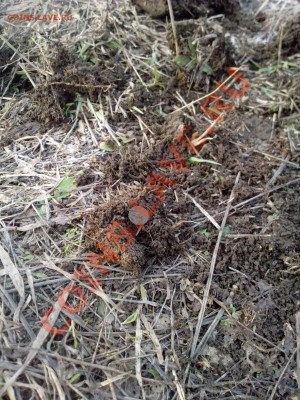 Кузбасский коп - IMG_20130413_185625