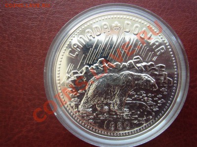 Канада: Ag-500 1$ 1980 UNC Медведь в капсуле до 22.04 22 - Канада доллар 1980 медведь-1.JPG