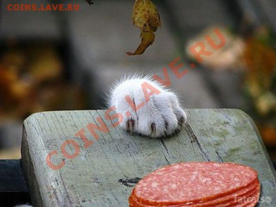 юмор - getImage (1)
