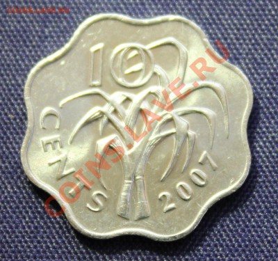 СВАЗИЛЕНД 10с 2007г.  КУСТ  волнистая до 3.05.13г.в 22-00 - IMG_6124.JPG