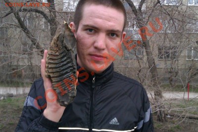 Оцените КЛЫК МАМОНТА - 4tpe-AAKQpM