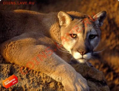 КОНКУРС !!! Мои монеты с фауной! - felis_concolor