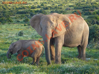 КОНКУРС !!! Мои монеты с фауной! - African_Bush_Elephants