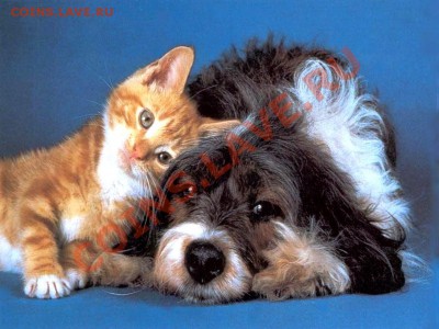 КОНКУРС !!! Мои монеты с фауной! - Animals_Dogs_001967_1