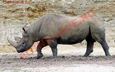 КОНКУРС !!! Мои монеты с фауной! - 275px-Doué_21_06_2010_14_Diceros_bicornis