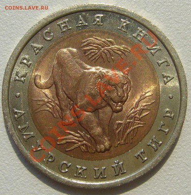 10 рублей 1992 АМУРСКИЙ ТИГР на оценку - P1100428.JPG