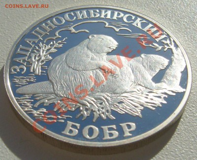 Надо почистить семью бобров - P1100935.JPG