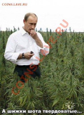 Вопросом на вопрос! - Путин и конопля