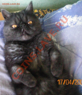 Кот - 1.JPG