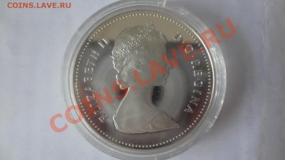 Ag! Доллар Регина1982г Череп. Пруф. Короткий 11.06 22.00мск - DSC04880.JPG