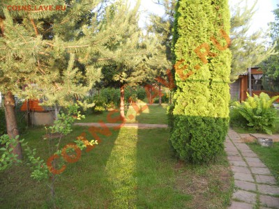 Мой сад и огород - 035.JPG