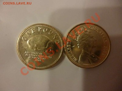 ДК Гибралтар 1 фунт Неандерталец череп ФИКС 20.06 - P1040043_thumb