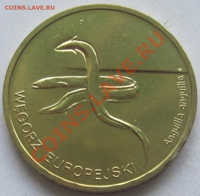 2 злотых 2003. Европейский угорь; до 19.06, до 20-00 - IMG_8277.JPG