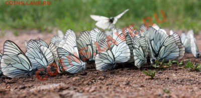 ФОТО - просто фото. Те что получились удачными. - Бабочки - 2013 -