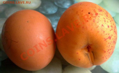 Мой сад и огород - абрикос