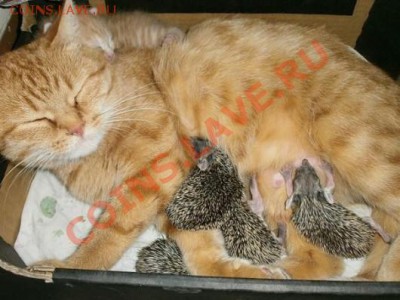 Ворон как собирашка потерянных монет. - cat1-530x397