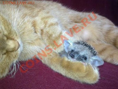 Ворон как собирашка потерянных монет. - cat31-530x397