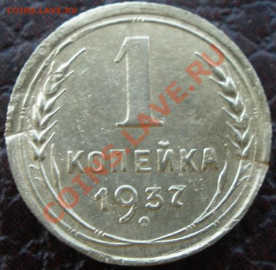 1 копеечники - P6260233.JPG