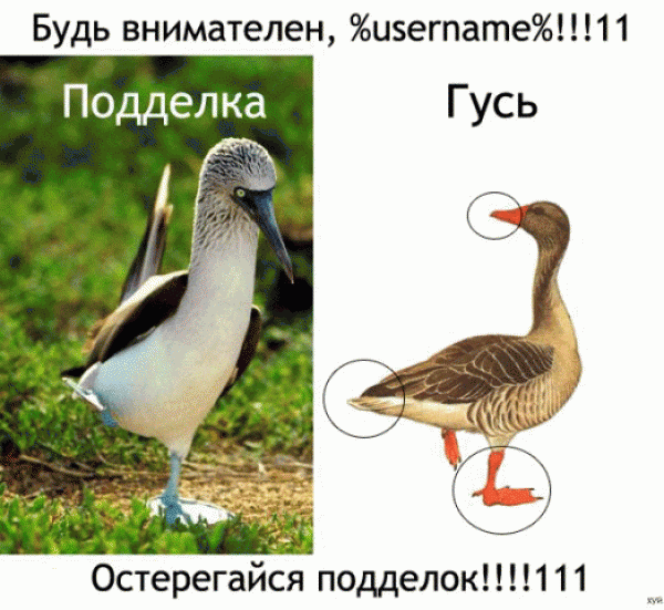 Слева подделка, справа настоящий гусь! - x_acc9839f