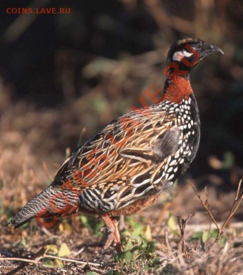 БИМ - Джибути 250 франков 2012 Фазан-турач 06.07 22.00 - Black_Francolin
