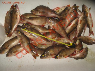 СТРАНИЧКА РЫБАКА - IMG_4090.JPG