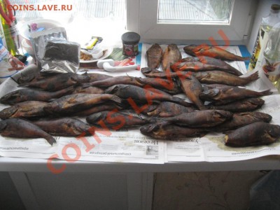 СТРАНИЧКА РЫБАКА - IMG_4095.JPG