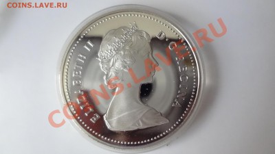 Ag! Доллар Регина1982г Череп. Пруф. Короткий 9.08 22.30мск - DSC06189.JPG