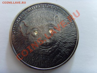 Россомаха - SNV33450.JPG