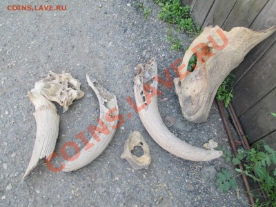 Кости динозавров??! - IMG_0479
