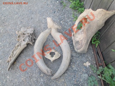 Кости динозавров??! - IMG_0476