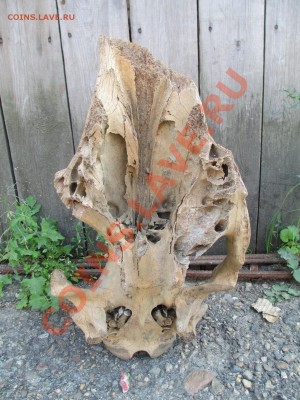 Кости динозавров??! - IMG_0470