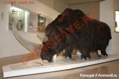 Кости динозавров??! - 129701196636447-med