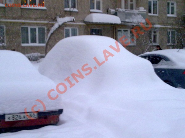 Что за порода? - 06012010510