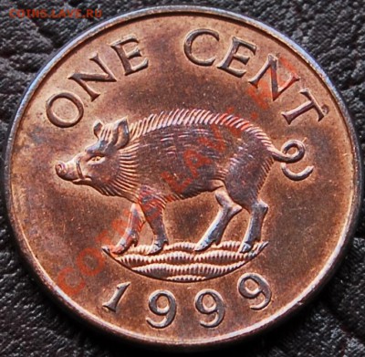 БРИТАНСКИЕ БЕРМУДЫ - 1 цент 1999 - Пекари - до 5 сентября - 092