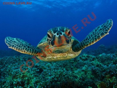 БИМ-Колумбия 1000 песо 2012 Морская черепаха 10.09 22.00 - Колумбия 1000 песо 2012-3