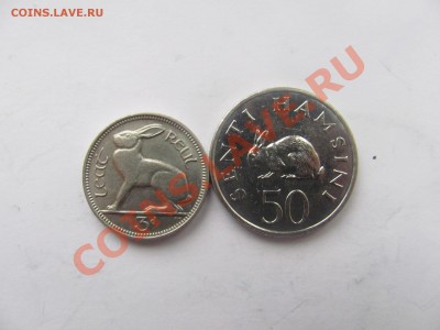 00 - заяц.JPG