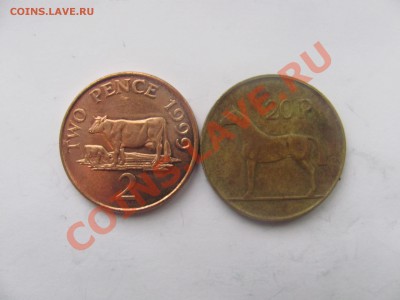 00 - корова.JPG