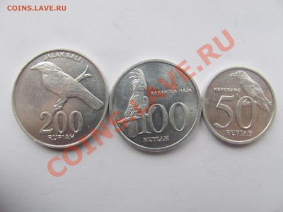 00 - пти3.JPG