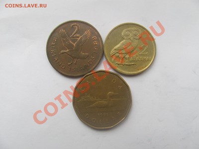 00 - птиц.JPG