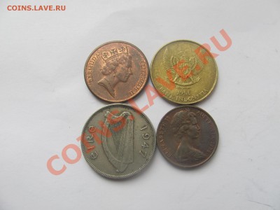 00 - собака2.JPG
