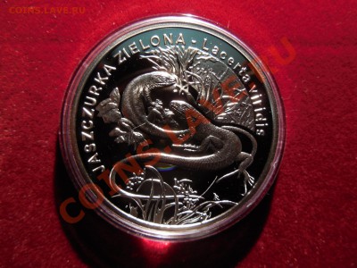 Польша 20 злотых 2009 Ящерица до 22.00 21.09.2013 - DSCN0952.JPG