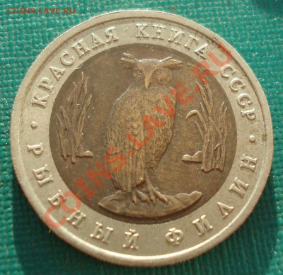 КК 1991 Козел и Филин до 22:00 23.09.13 - DSC04942.JPG