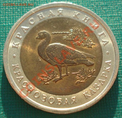 КК 1992 Казарка  аUNC до 22:00 23.09.13 - DSC05216.JPG