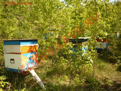 Башкирский мёд - P1240587.JPG