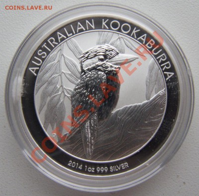 Австралийская кукабарра 2014 г. до 27.09.2013 г. 22:00 МСК - Кука-2014.JPG