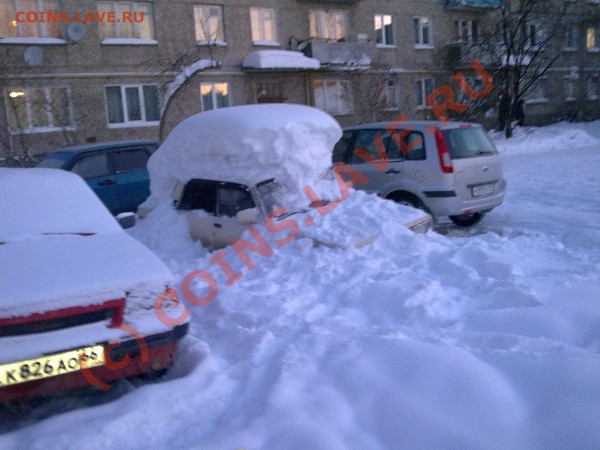 Что за порода? - 13012010512