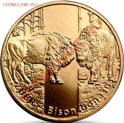 НОВОСТИ - bisonte