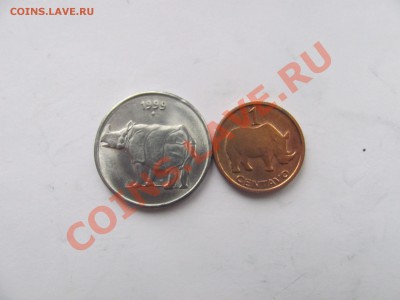 00 - носорог.JPG
